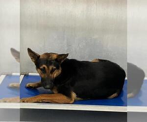 German Shepherd Dog-Unknown Mix Dogs for adoption in Conroe, TX, USA