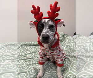 Mountain Cur-Unknown Mix Dogs for adoption in Rockaway, NJ, USA