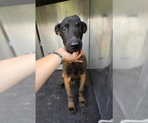 Mutt Dogs for adoption in San Antonio, TX, USA