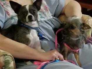 Chihuahua Dogs for adoption in Brooksville, FL, USA