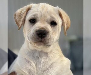 Golden Labrador Dogs for adoption in San Diego, CA, USA