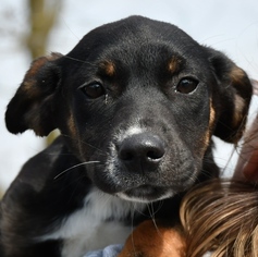 Labrottie Dogs for adoption in Huntley, IL, USA