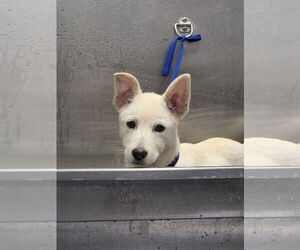 Mutt Dogs for adoption in Chico, CA, USA