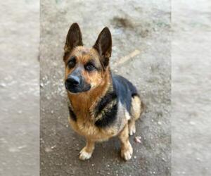 German Shepherd Dog Dogs for adoption in Riverside, CA, USA