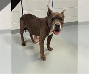 American Pit Bull Terrier-Unknown Mix Dogs for adoption in St. Cloud, FL, USA