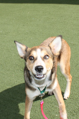 Sheprador Dogs for adoption in Salem, MA, USA