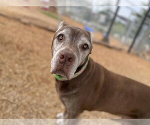 Mastiff Dogs for adoption in  Ramona, CA, USA