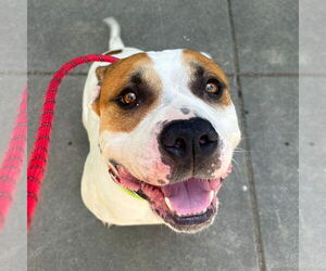 American Bulldog-American Staffordshire Terrier Mix Dogs for adoption in Woodland, CA, USA