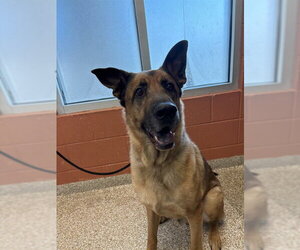 Black Mouth Cur-German Shepherd Dog Mix Dogs for adoption in Pueblo, CO, USA