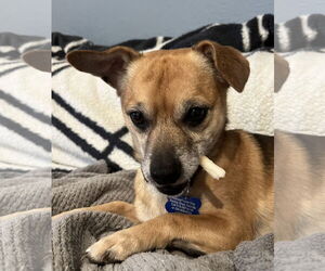 Chihuahua-Unknown Mix Dogs for adoption in Bellevue, WA, USA