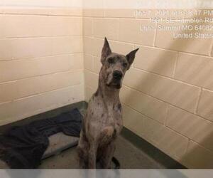 Great Dane Dogs for adoption in Lee's Summit, MO, USA