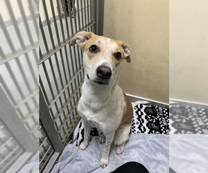 Greyhound-Unknown Mix Dogs for adoption in Santa Cruz, CA, USA