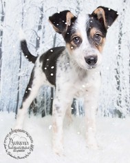 Australian Shepherd Dogs for adoption in Newport, KY, USA