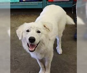 Great Pyrenees-Unknown Mix Dogs for adoption in Chantilly, VA, USA