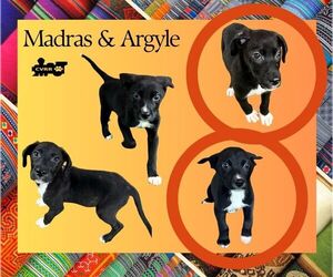 Australian Shepherd-Great Dane Mix Dogs for adoption in Lindsay, CA, USA