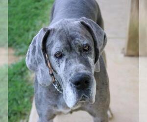 Great Dane Dogs for adoption in Chambersburg, PA, USA