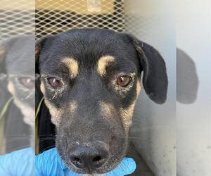 Chihuahua Dogs for adoption in Bakersfield, CA, USA