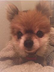 Pomeranian Dogs for adoption in Von Ormy, TX, USA