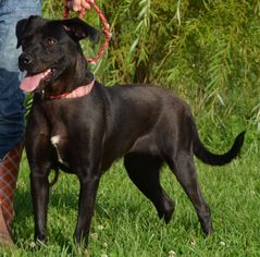 Small Chow Chow-Labrador Retriever Mix