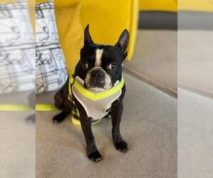 Boston Terrier Dogs for adoption in Mooresville, NC, USA
