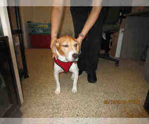 Beagle Dogs for adoption in Georgetown, TX, USA