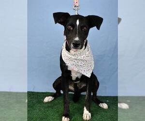 American Pit Bull Terrier Dogs for adoption in Bakersfield, CA, USA