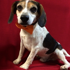 Beagle Dogs for adoption in Barre, MA, USA
