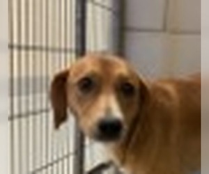 Plott Hound-Unknown Mix Dogs for adoption in Canton, CT, USA