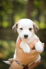Medium Photo #1 Beagi Puppy For Sale in Charlotte, NC, USA