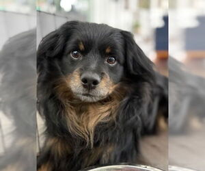 Spaniel-Unknown Mix Dogs for adoption in Bellevue, WA, USA