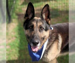 German Shepherd Dog-Unknown Mix Dogs for adoption in San Antonio, TX, USA