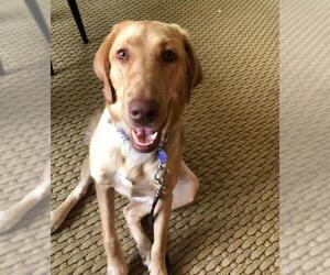 Labrador Retriever Dogs for adoption in Kettering, OH, USA