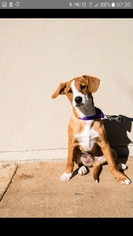Medium Photo #1 Dachshund-Unknown Mix Puppy For Sale in Lakeport, CA, USA