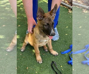 Mutt Dogs for adoption in Pompano Beach , FL, USA