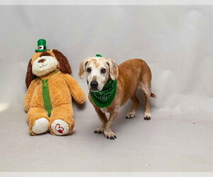 Doxle Dogs for adoption in Sanford, FL, USA