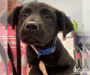 Labrador Retriever-Retriever  Mix Dogs for adoption in Washington, DC, USA