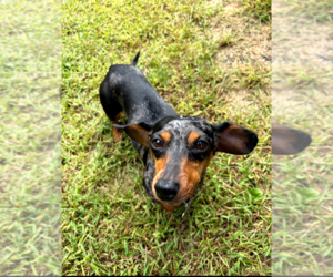 Dachshund Dogs for adoption in Sioux Falls, SD, USA