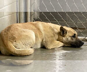 Mutt Dogs for adoption in Amarillo, TX, USA