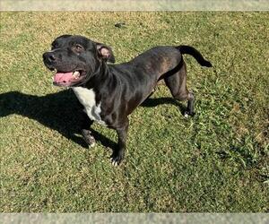 American Pit Bull Terrier-Unknown Mix Dogs for adoption in Grovetown, GA, USA