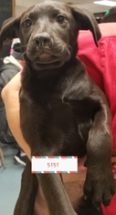 Medium Photo #3 Shepradors Puppy For Sale in Chico, CA, USA