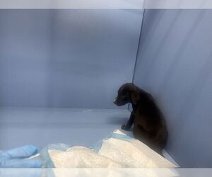 - Mix Dogs for adoption in San Bernardino, CA, USA