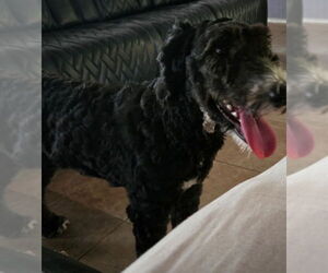 Poodle (Standard)-Unknown Mix Dogs for adoption in San Antonio, TX, USA