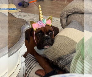 Boxer Dogs for adoption in  Katy, TX, USA