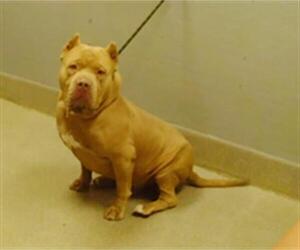 Mutt Dogs for adoption in Las Vegas, NV, USA
