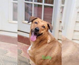 Mutt Dogs for adoption in Fredericksburg, VA, USA