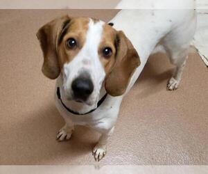 Labrador Retriever-Unknown Mix Dogs for adoption in Lovingston, VA, USA