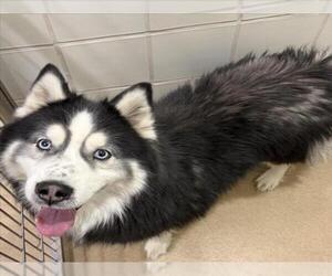 Siberian Husky Dogs for adoption in Derwood, MD, USA