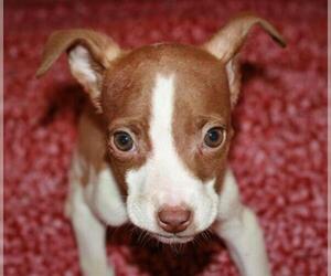 Boston Huahua Dogs for adoption in Attalka, AL, USA