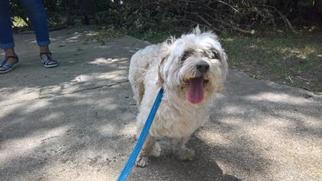 Maltipoo Dogs for adoption in Sebec, ME, USA