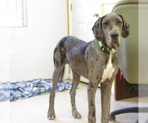 Great Dane Dogs for adoption in York, SC, USA